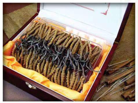 德清冬虫夏草回收?